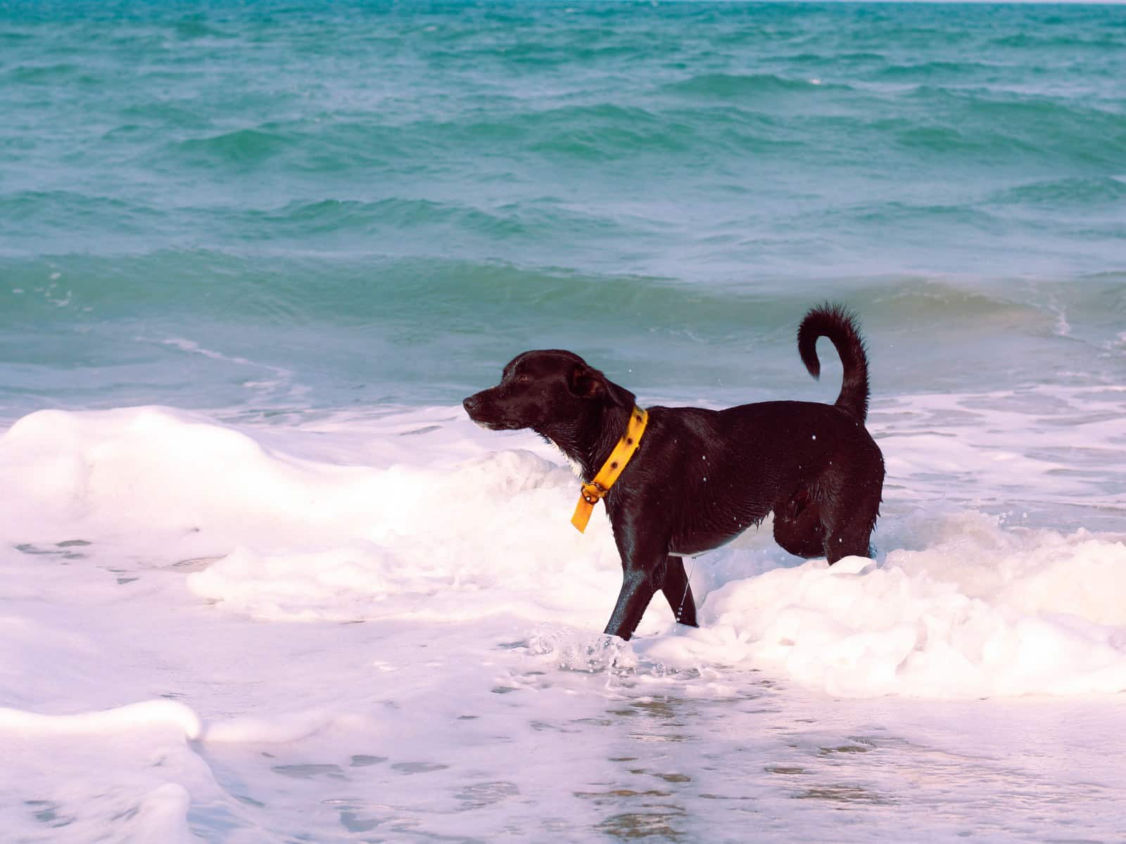 Hund heiser