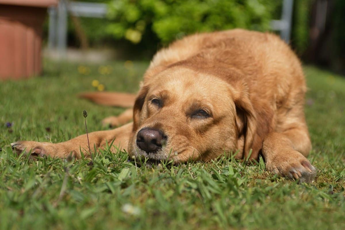 Hund hustet – go4vet