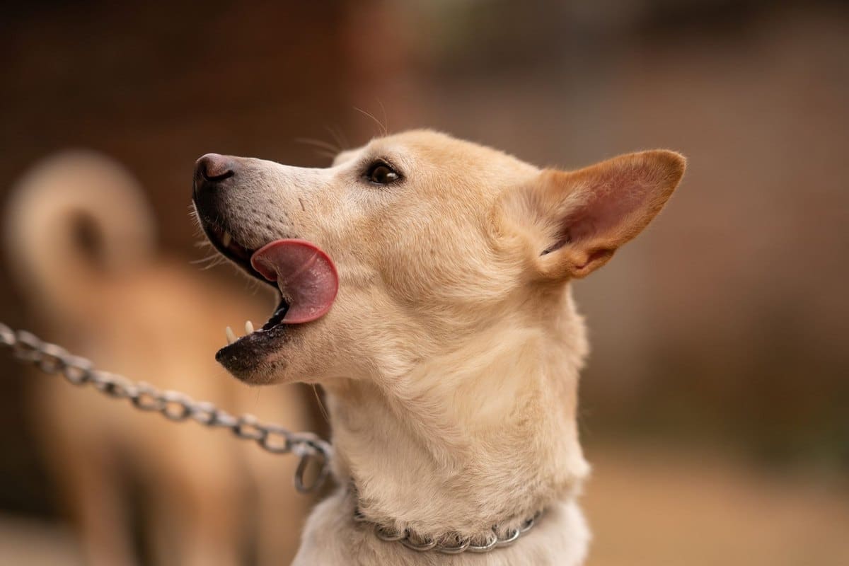Hund hustet – go4vet
