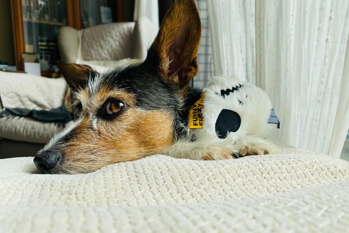Hund im Hotel: Regeln und hundefreundliche Unterkünfte – go4vet