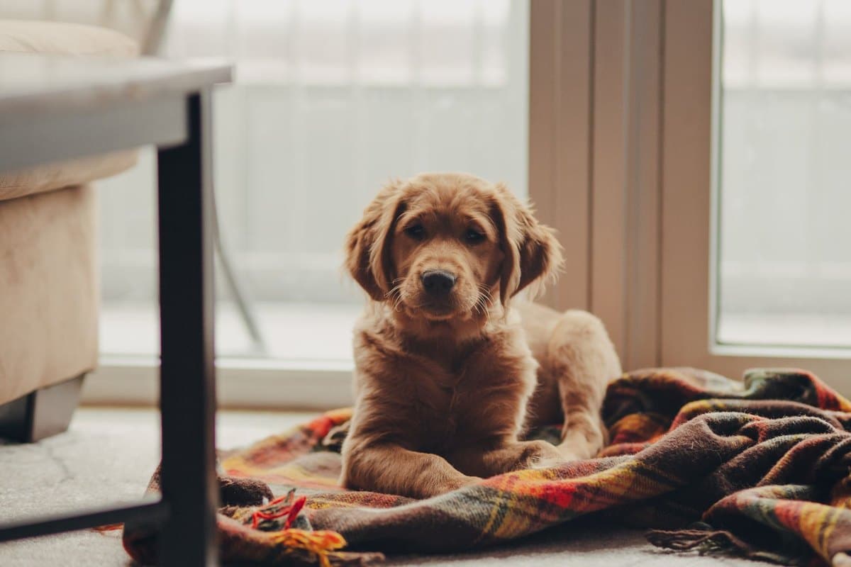 Hund im Hotel: Regeln und hundefreundliche Unterkünfte – go4vet