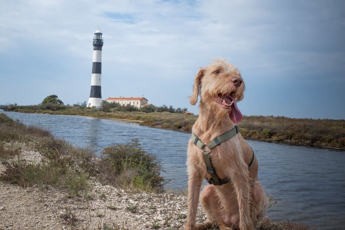 Mit dem Hund nach Italien: Leishmaniose, Sandmücken, Vorbere – go4vet