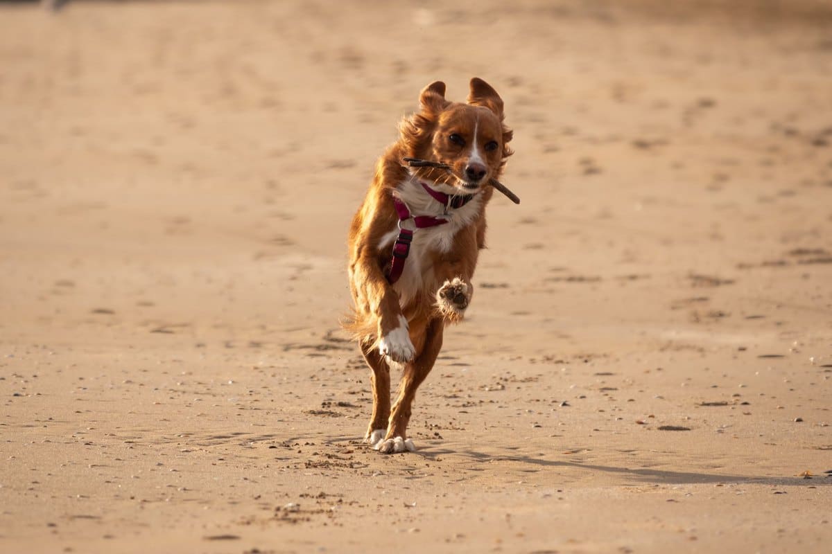 Mit dem Hund nach Italien: Leishmaniose, Sandmücken, Vorbere – go4vet