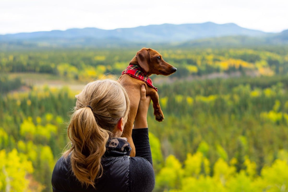 Mit Hund nach Kanada: Einreise und Reise – go4vet