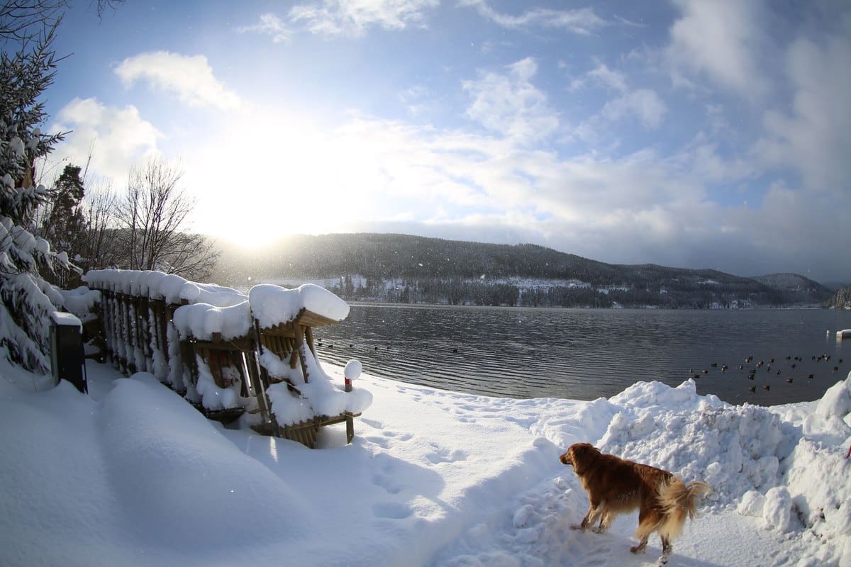 Mit Hund nach Kanada: Einreise und Reise – go4vet