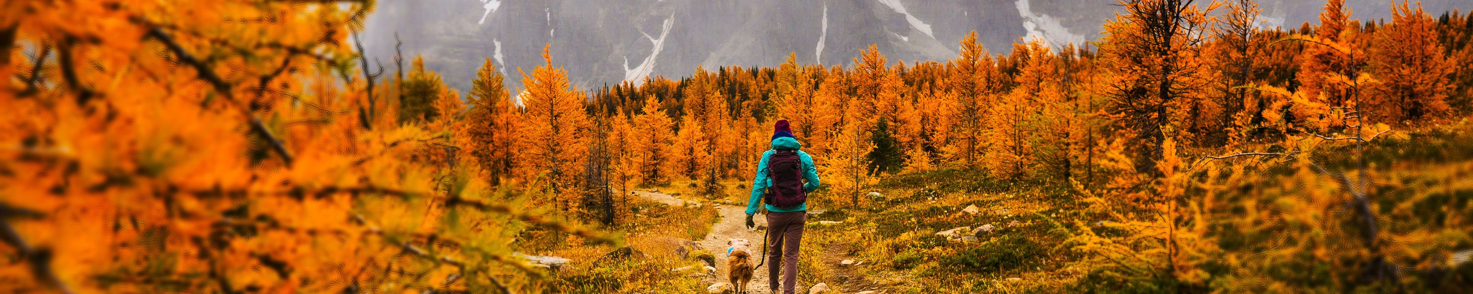 Mit Hund nach Kanada: Einreise und Reise