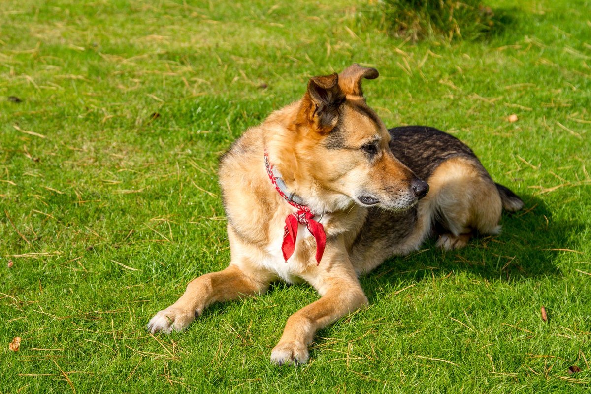 Hund kann nicht aufstehen Einschläfern – go4vet