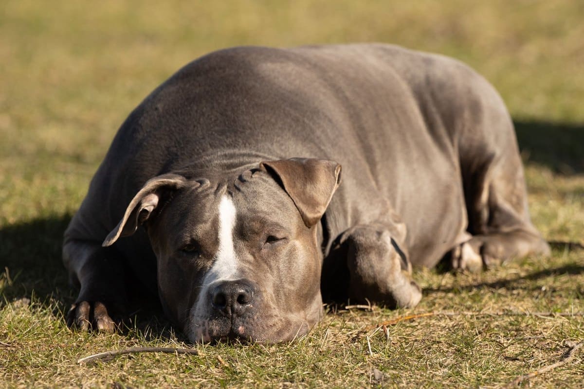 Hund kann nicht aufstehen Einschläfern – go4vet