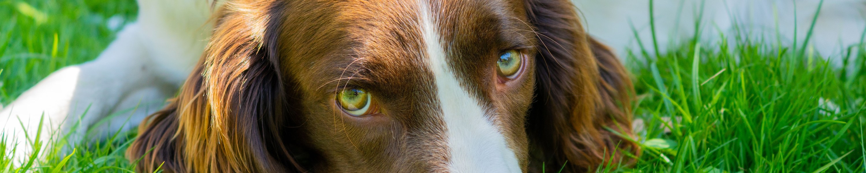 Hund kann nicht aufstehen Einschläfern