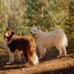 Hund kann nicht aufstehen Hinterbeine