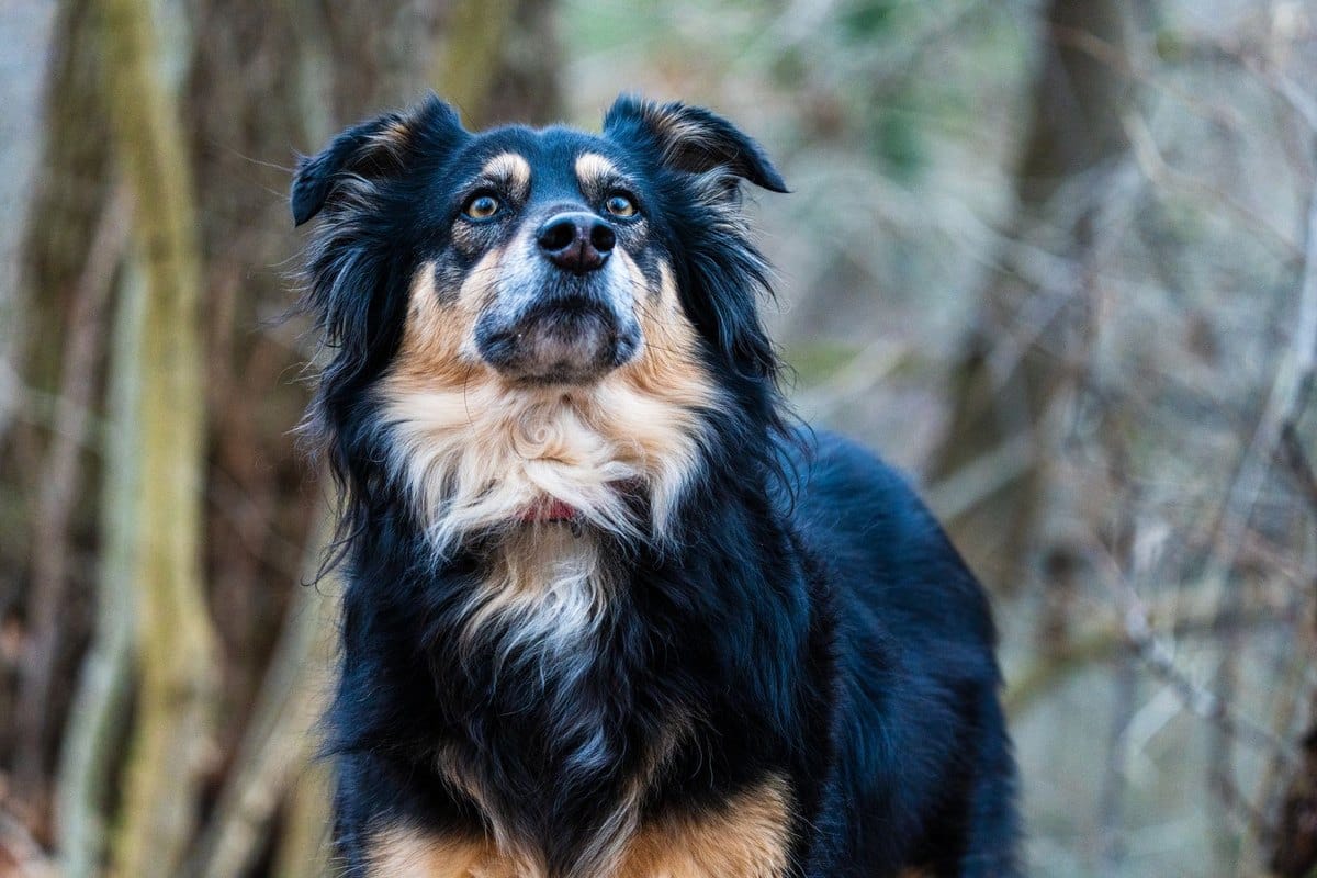 Hund kann nicht aufstehen Hinterbeine – go4vet