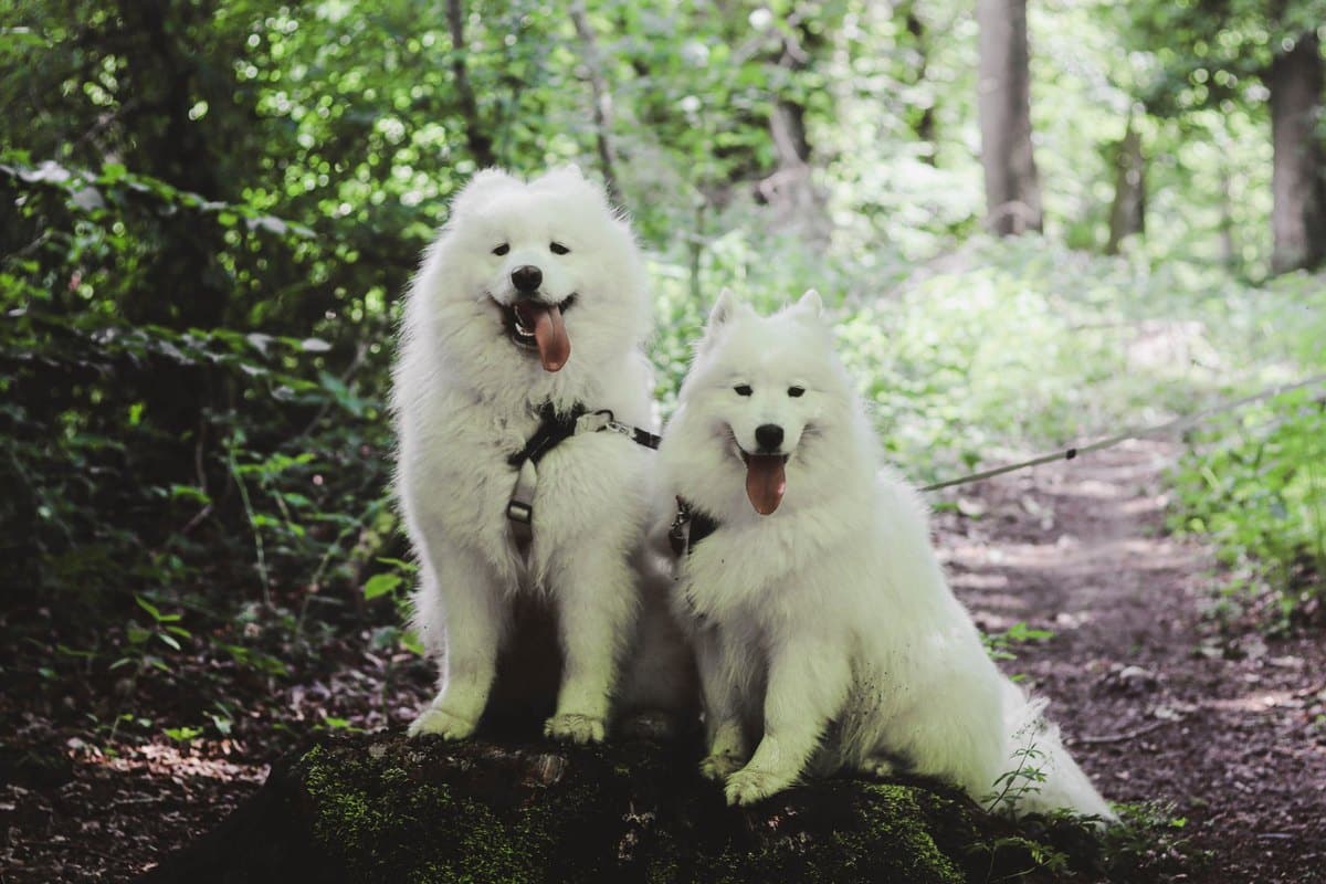 Hund kann nicht aufstehen Hinterbeine – go4vet