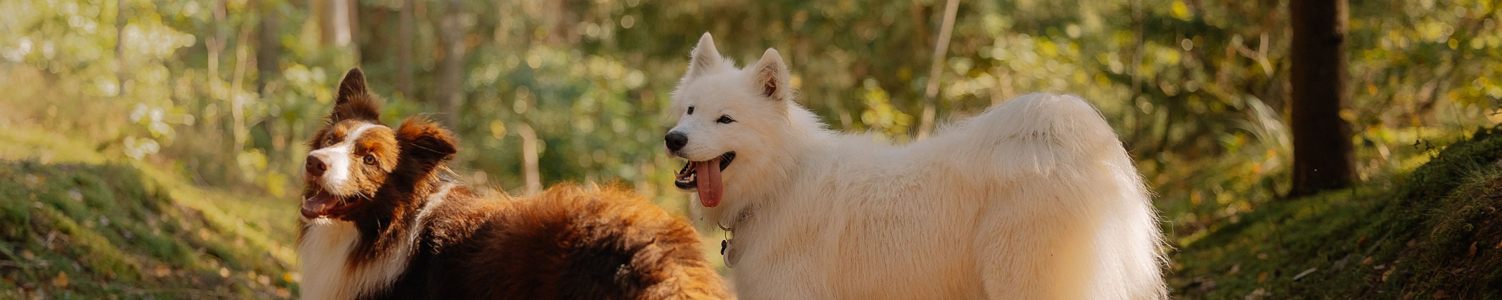 Hund kann nicht aufstehen Hinterbeine