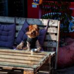 Mit Hund in Klagenfurt: Stadt am Wörthersee