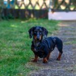 Hund kratzt sich am Bauch