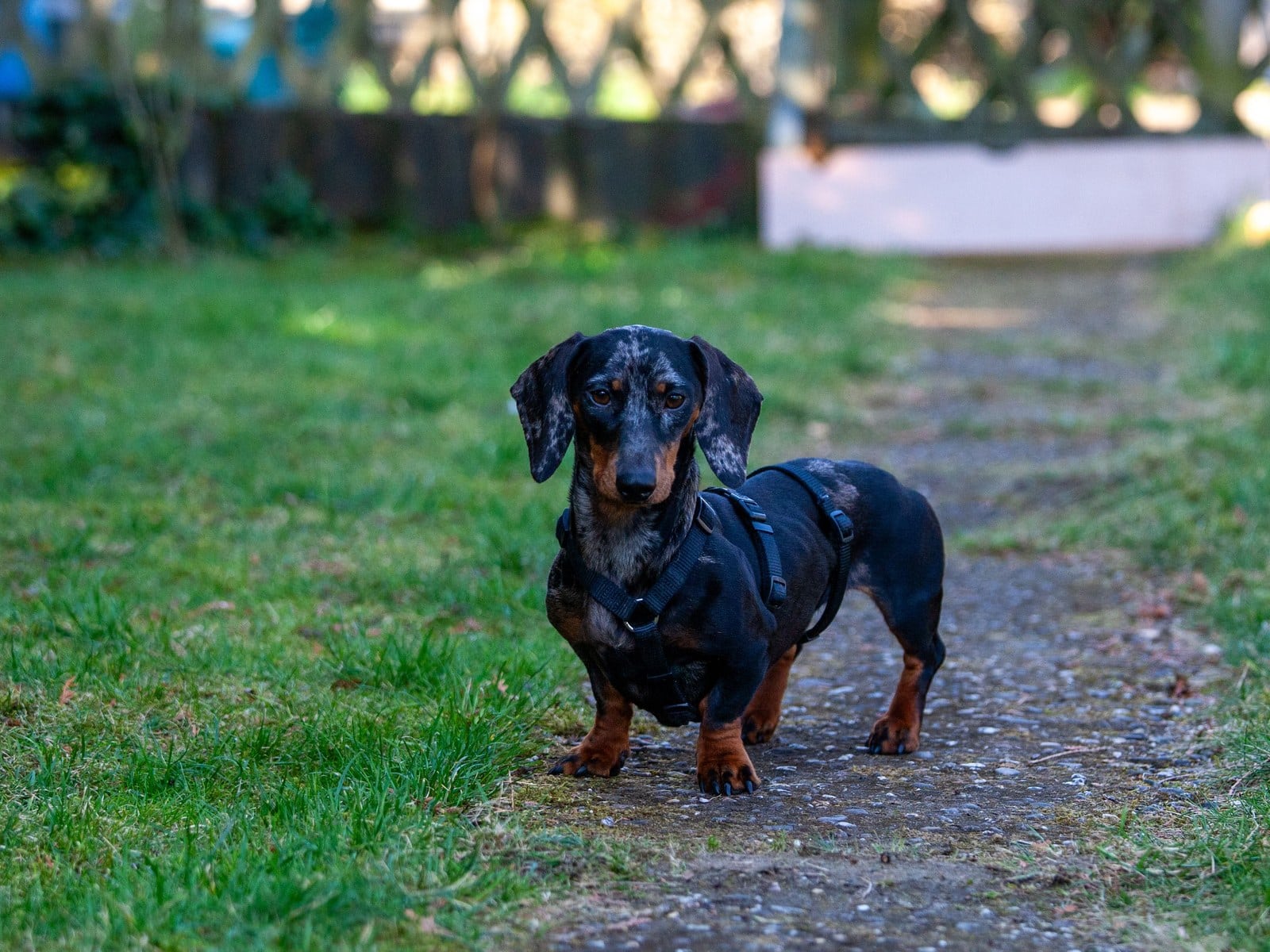 Hund kratzt sich am Bauch