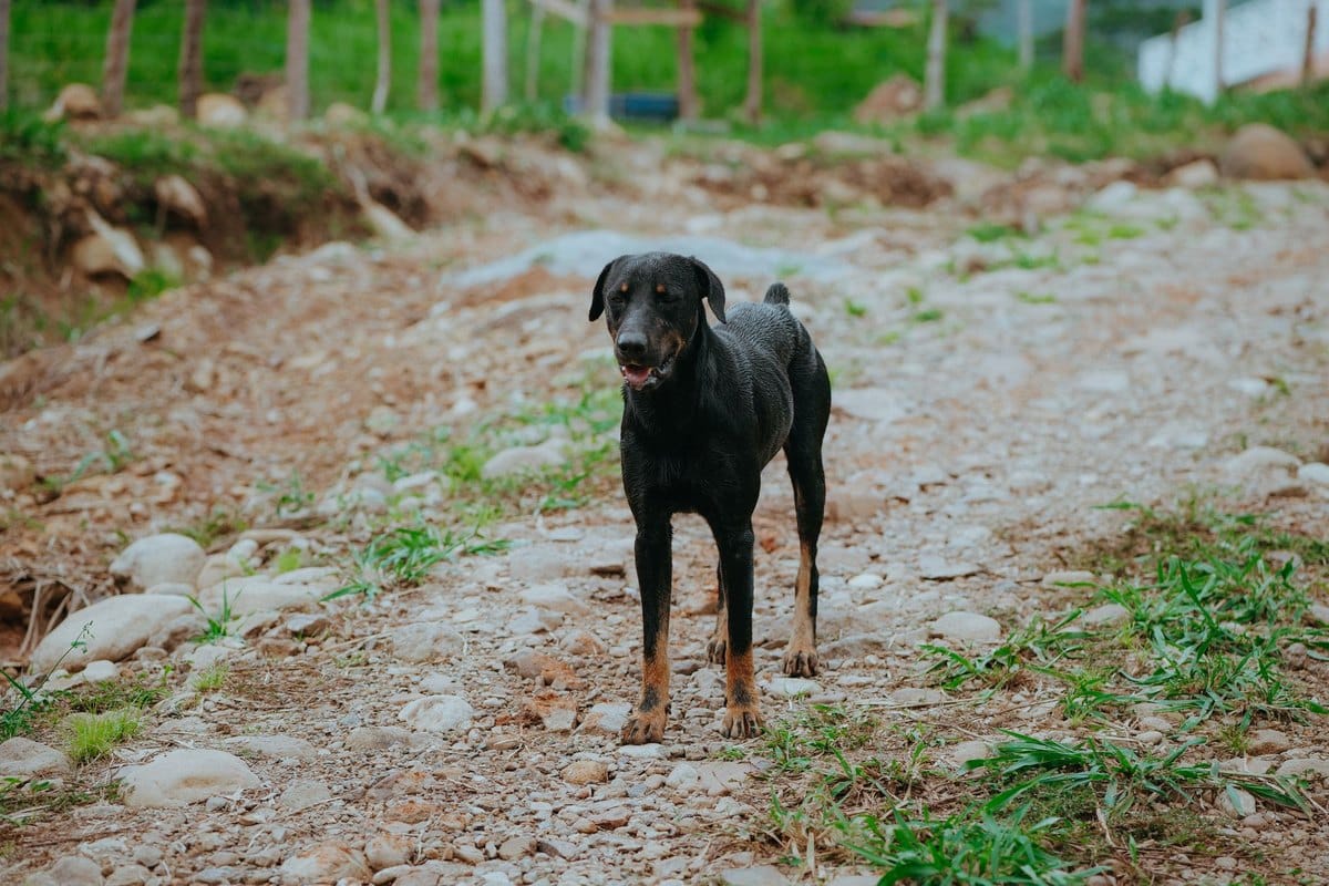 Hund kratzt sich am Bauch – go4vet