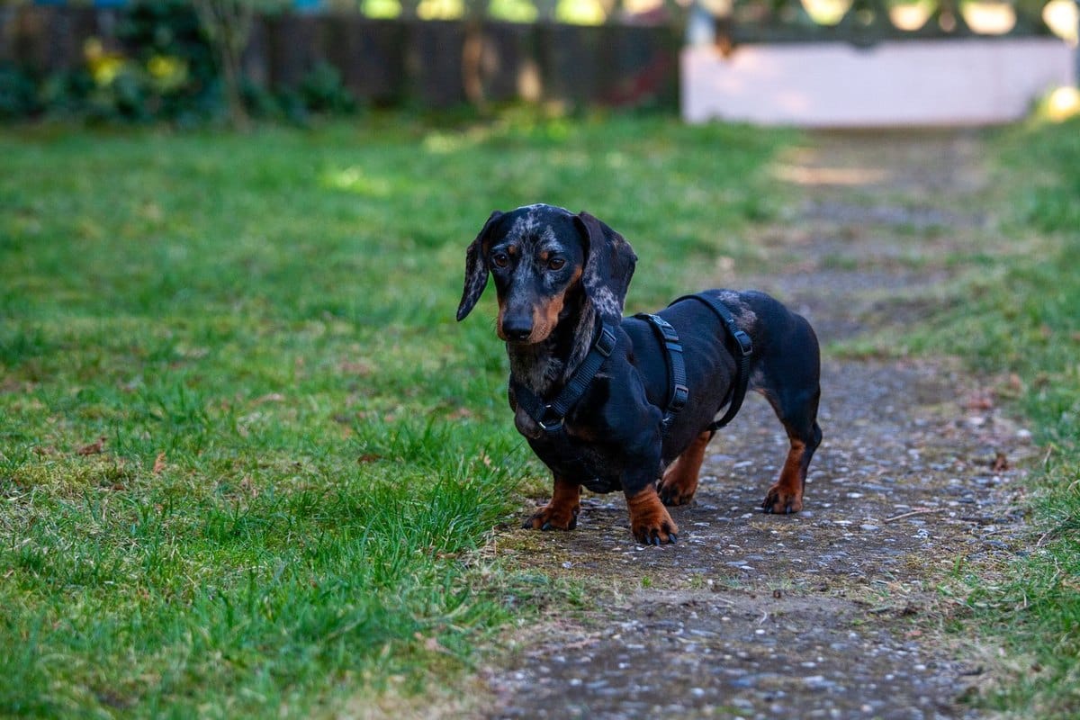 Hund kratzt sich am Bauch – go4vet