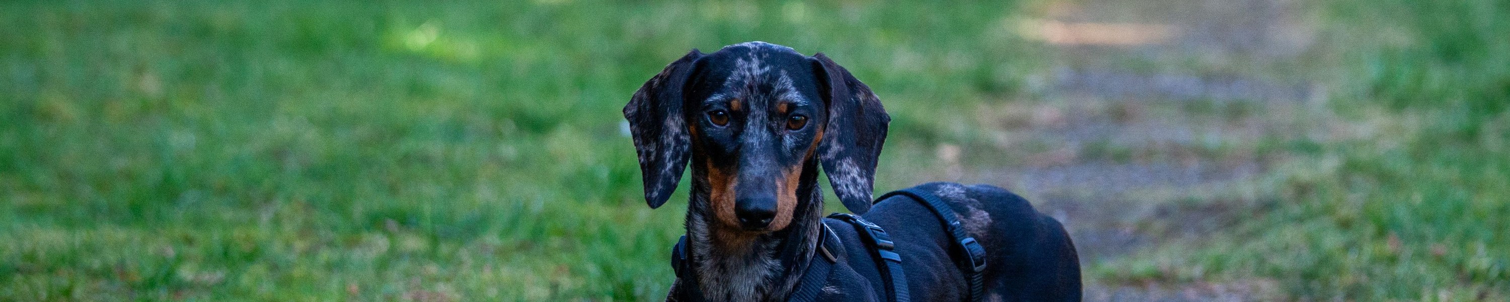 Hund kratzt sich am Bauch
