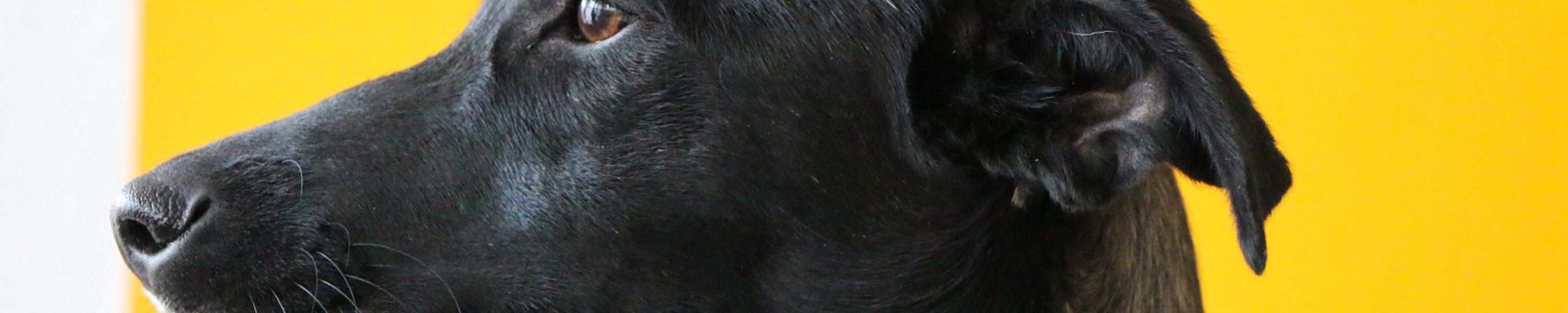 Hund kratzt sich an der Schnauze