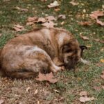 Hund kratzt sich bei den Augen