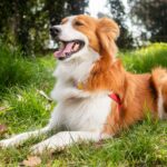 Hund kratzt sich ständig Hausmittel