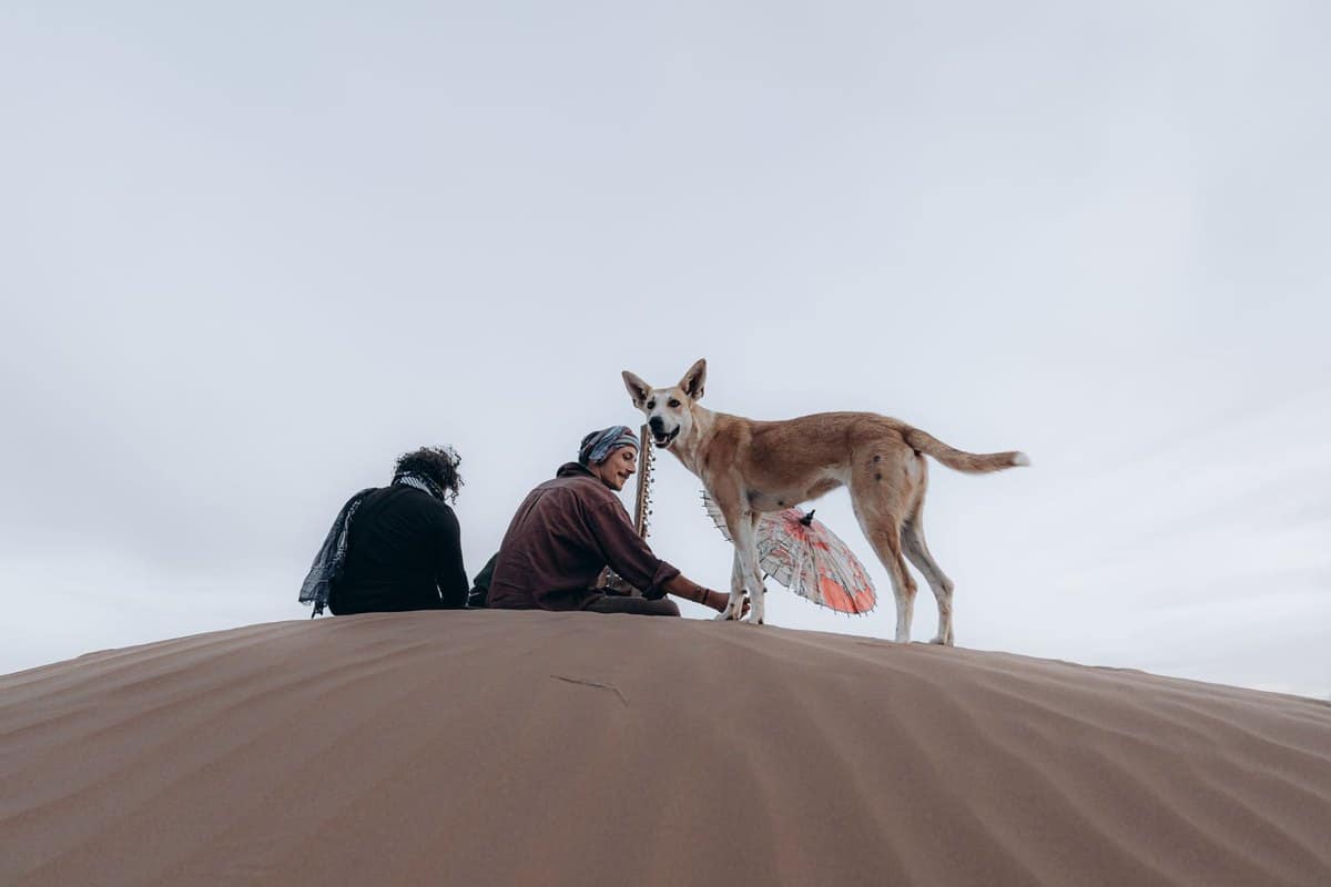 Mit Hund nach Nordafrika: Marokko und Tunesien – go4vet