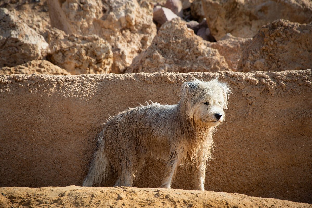 Mit Hund nach Nordafrika: Marokko und Tunesien – go4vet