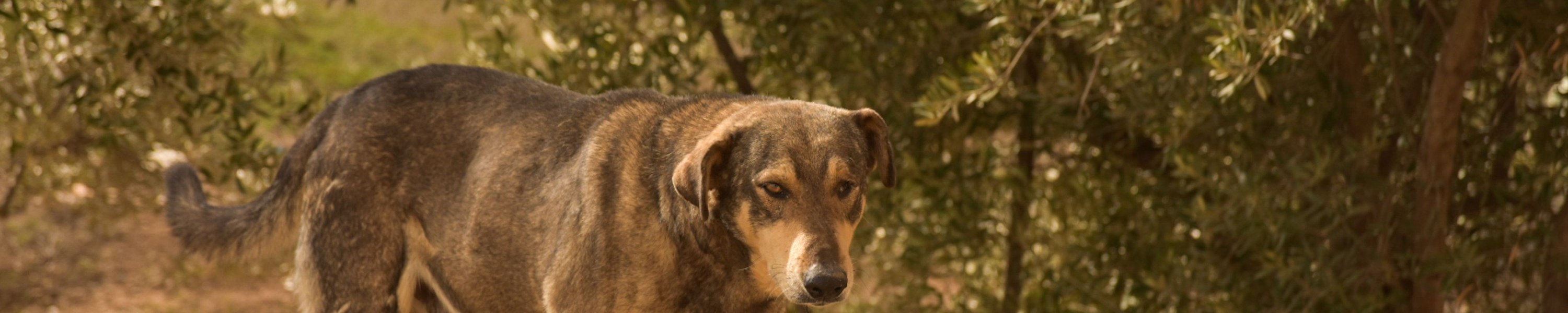Mit Hund nach Nordafrika: Marokko und Tunesien