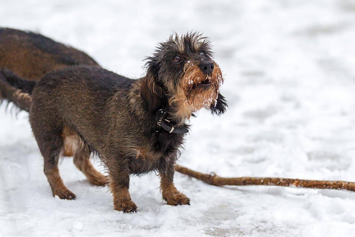 Mit Hund in München: Städtereise – go4vet