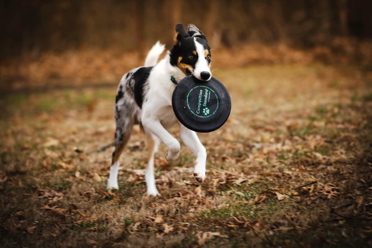 Hund nimmt ab – go4vet