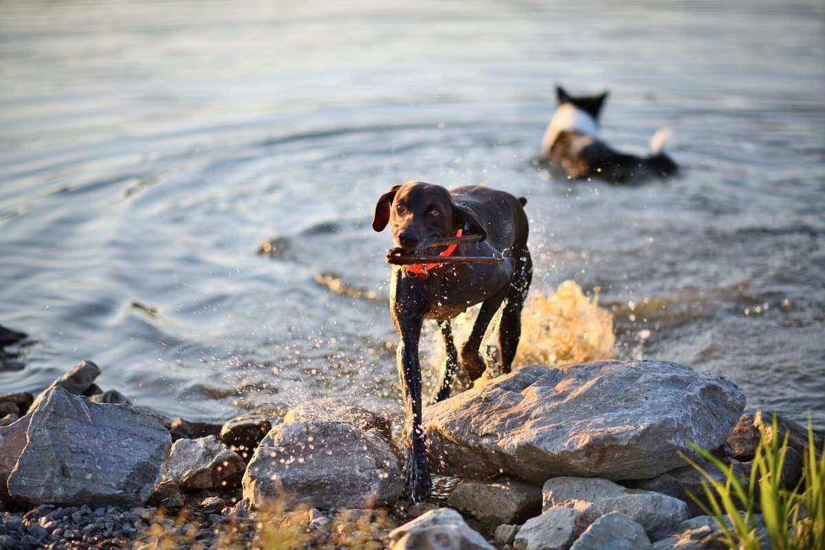 Hund nimmt ab – go4vet