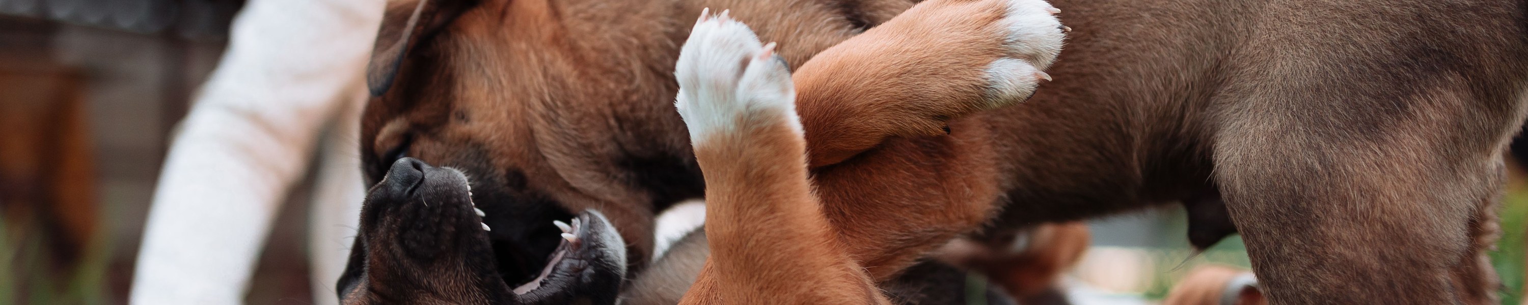 Hund nimmt ab
