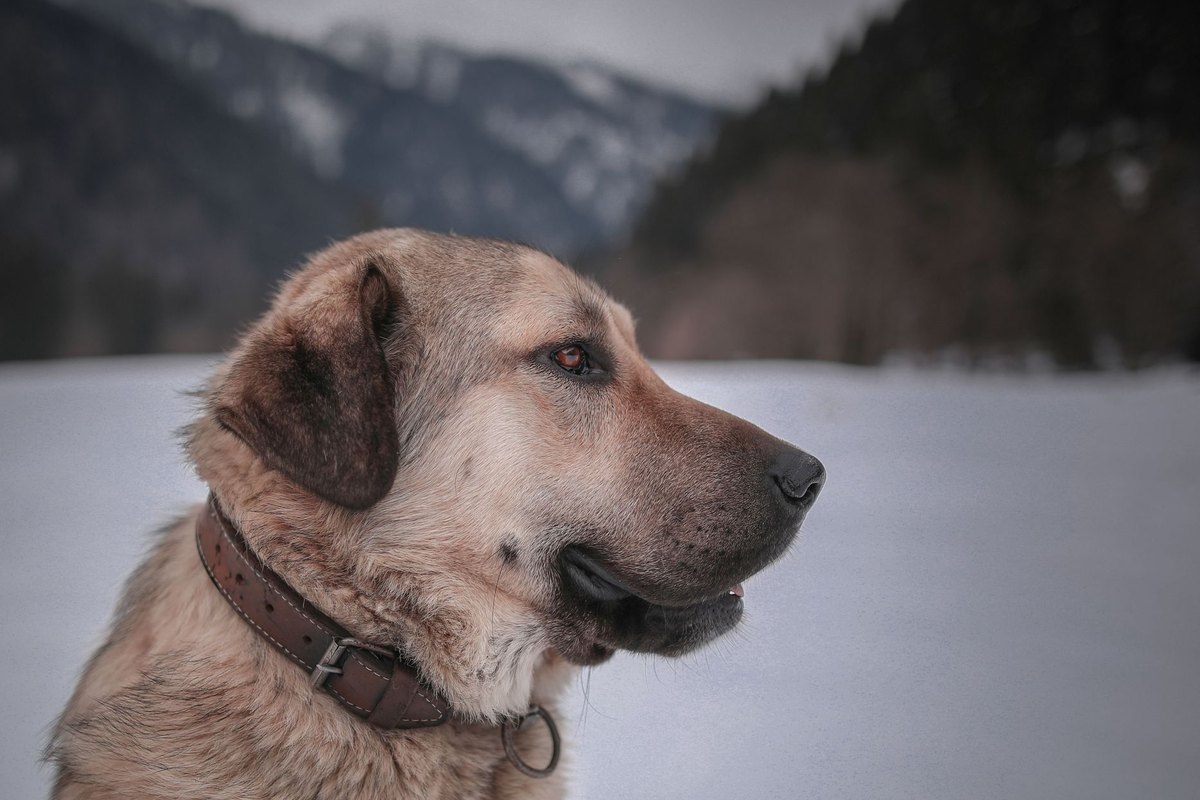 Hund nimmt zu – go4vet