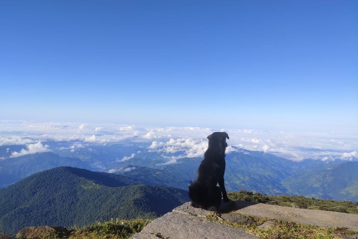 Hund nimmt zu – go4vet
