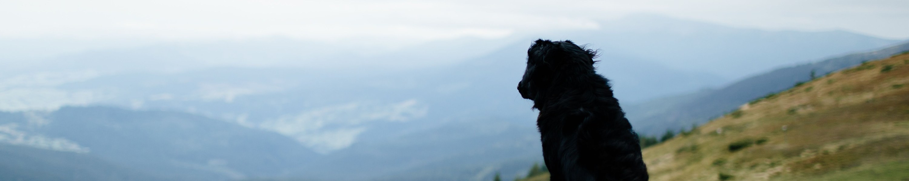 Hund nimmt zu
