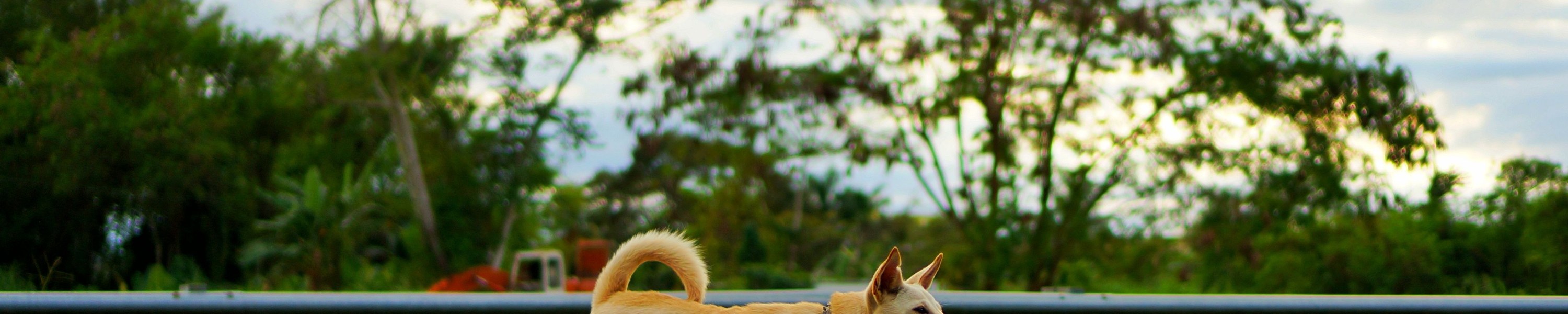 Mit Hund nach Österreich: Einreisebestimmungen 2026
