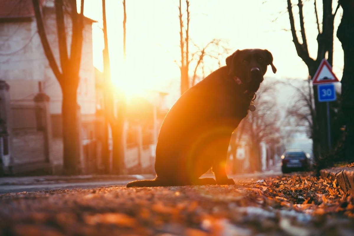 Mit Hund in Prag: Städtereise – go4vet