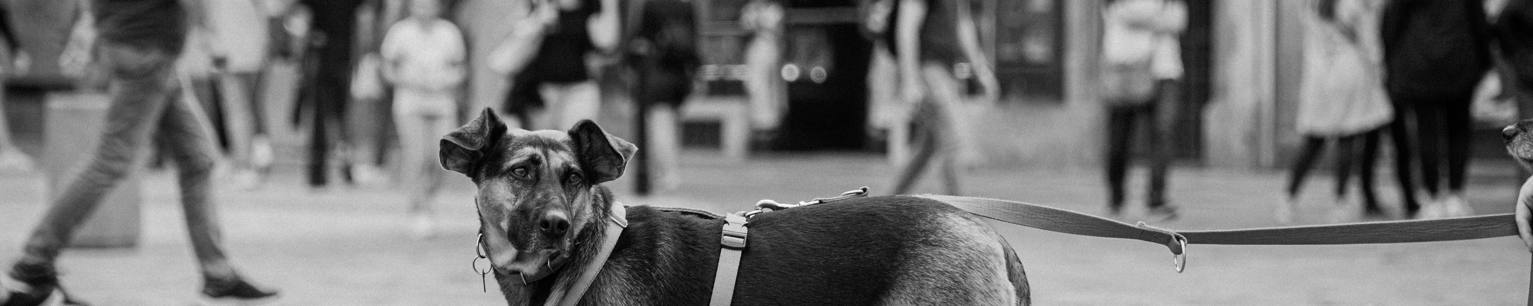 Mit Hund in Prag: Städtereise