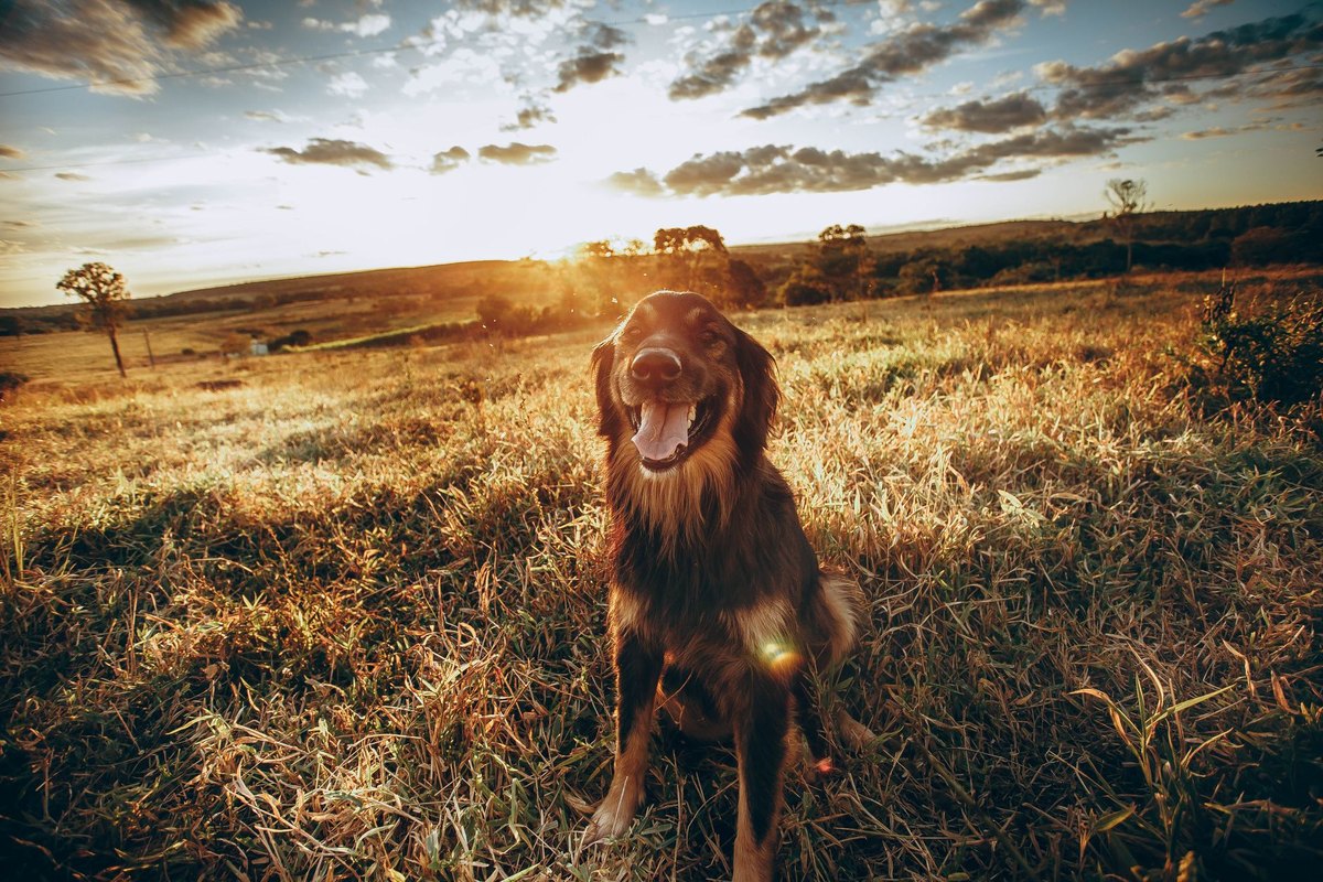 Hund Rückenschmerzen Hausmittel – go4vet