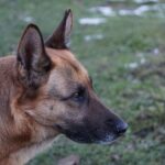 Hund Rückenschmerzen Massage