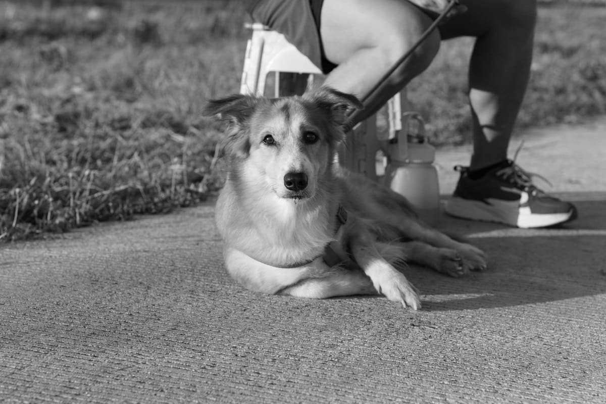Hund Rückenschmerzen Symptome – go4vet