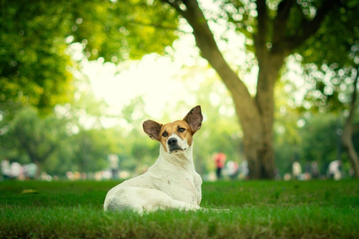 Hund Rückenschmerzen Symptome – go4vet