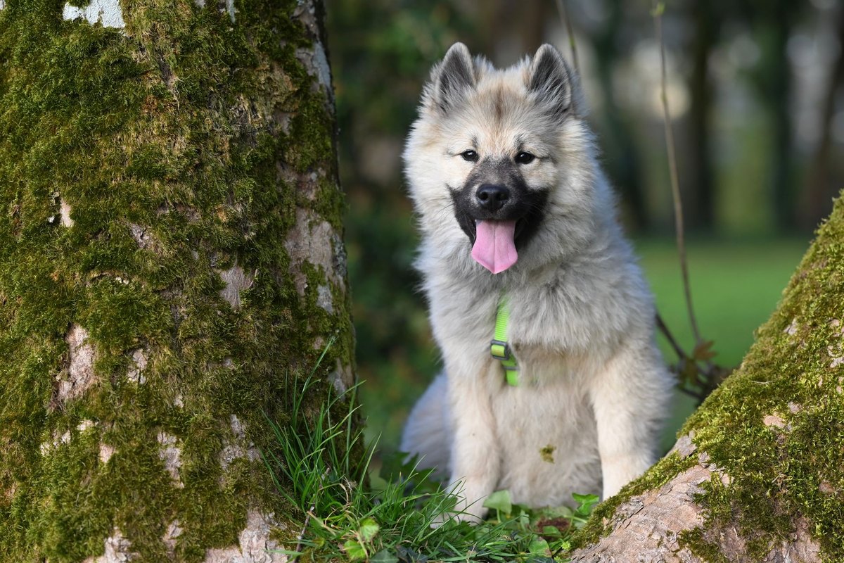 Hund schläft nachts nicht – go4vet