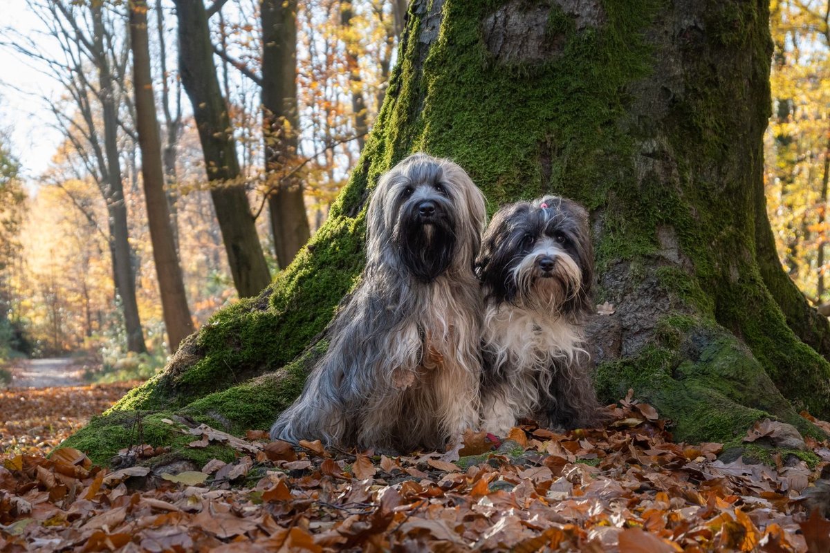 Hund schläft nachts nicht – go4vet