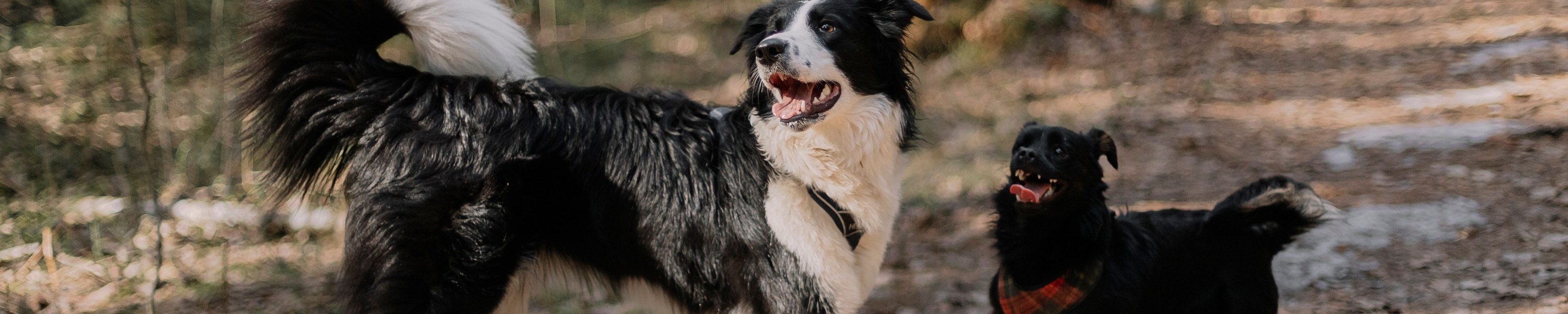 Hund schläft nachts nicht
