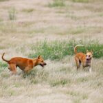 Hund schmatzt viel
