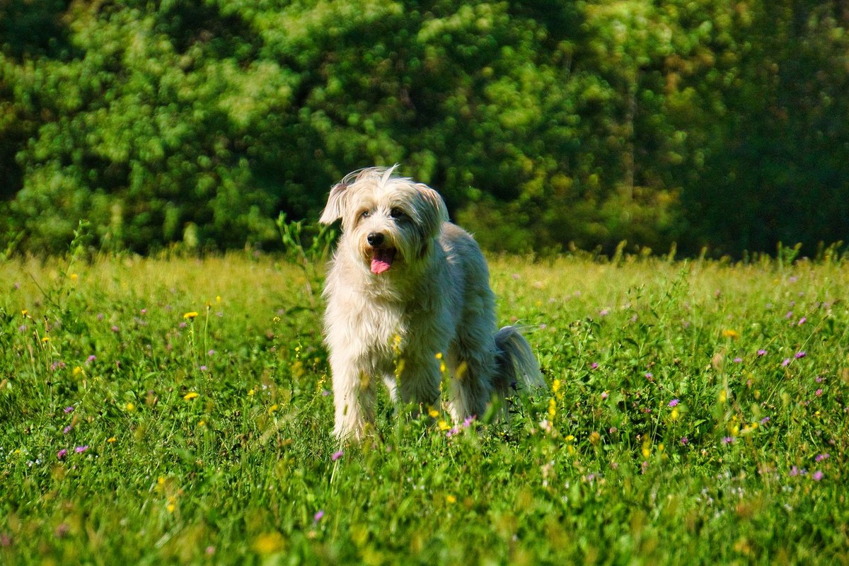 Hund schmatzt viel – go4vet