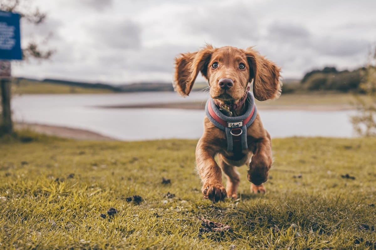 Hund schmatzt viel – go4vet