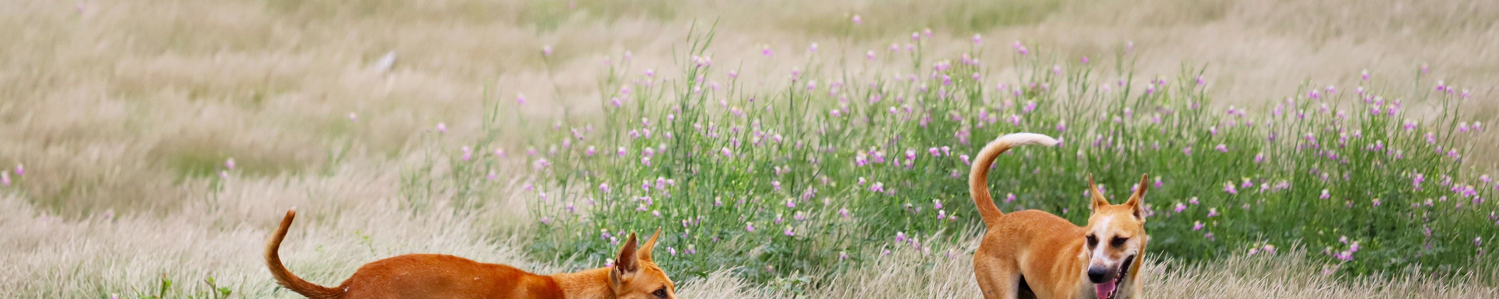 Hund schmatzt viel
